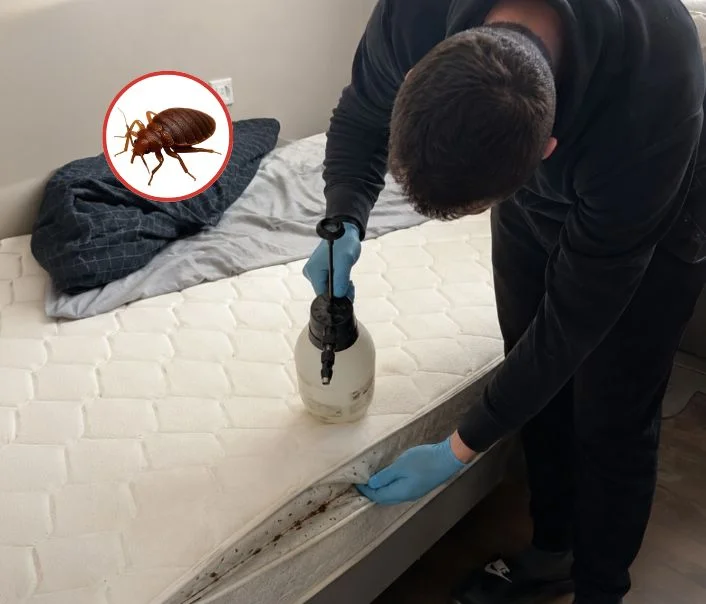 Technicien traitant un matelas contre les punaises de lit à Ormesson-sur-Marne